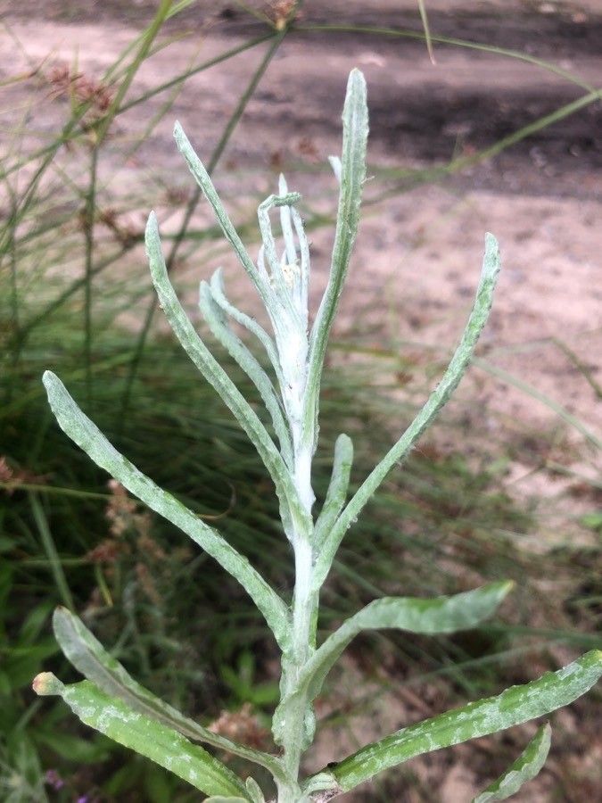 Laphangium luteoalbum leaf