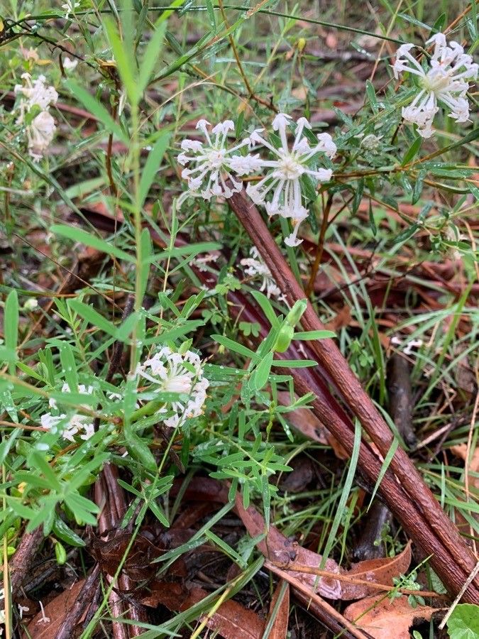 Pimelea humilis leaf