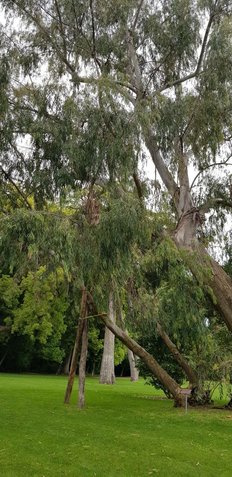 Eucalyptus pulchella habit