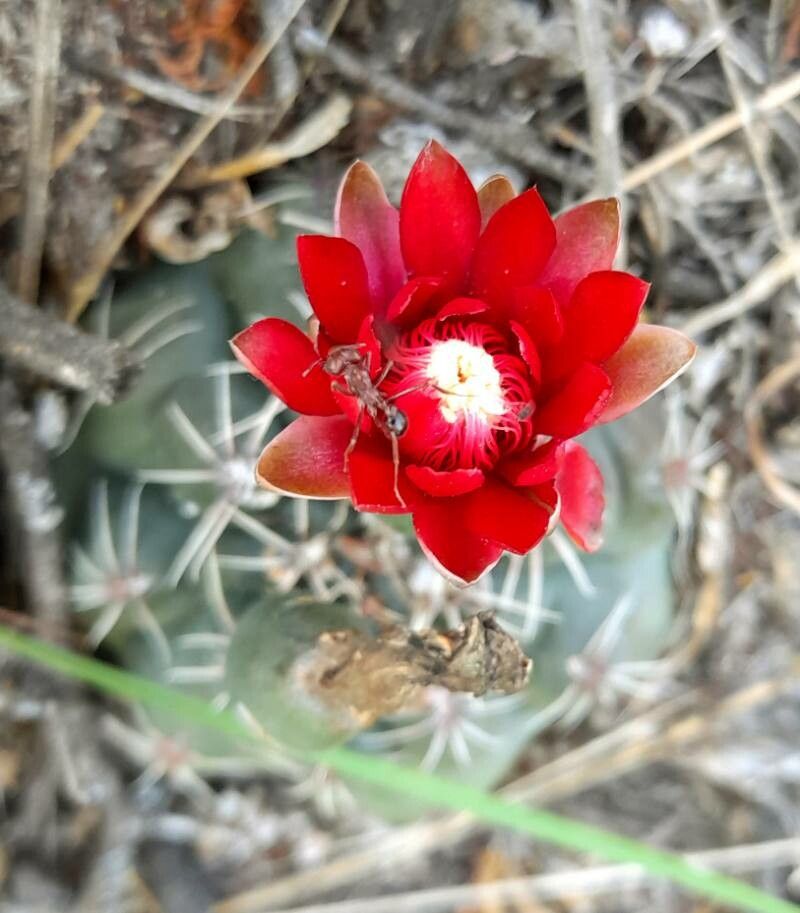 Gymnocalycium baldianum flower
