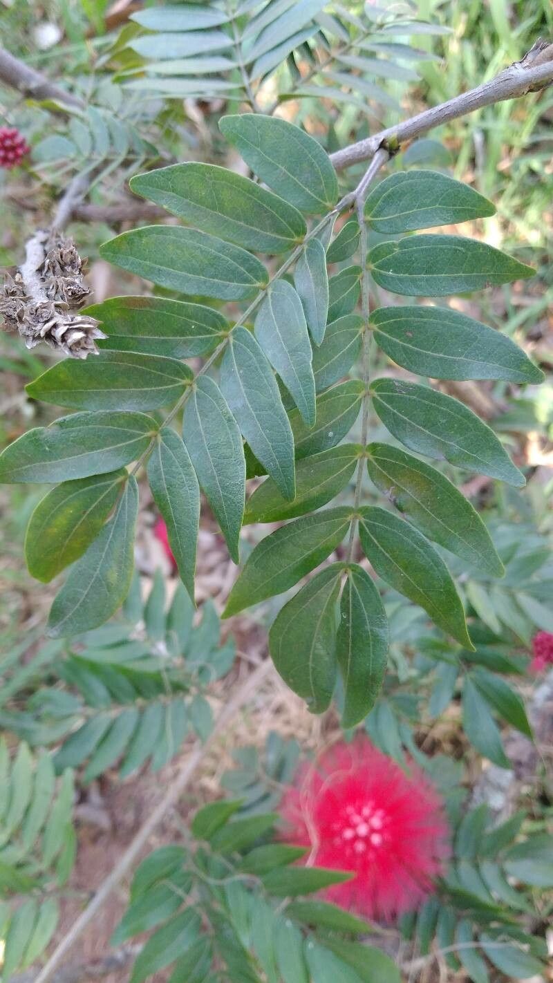 Calliandra haematocephala — difficulty easy houseplant