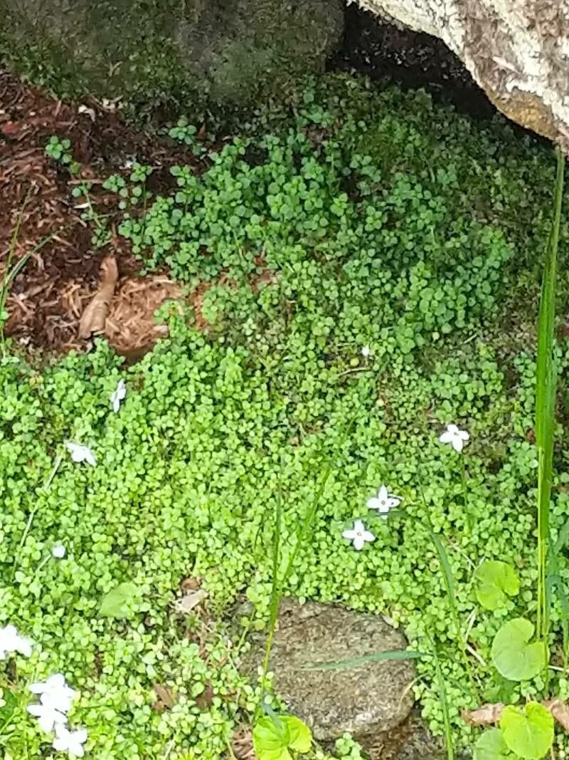 Houstonia serpyllifolia leaf