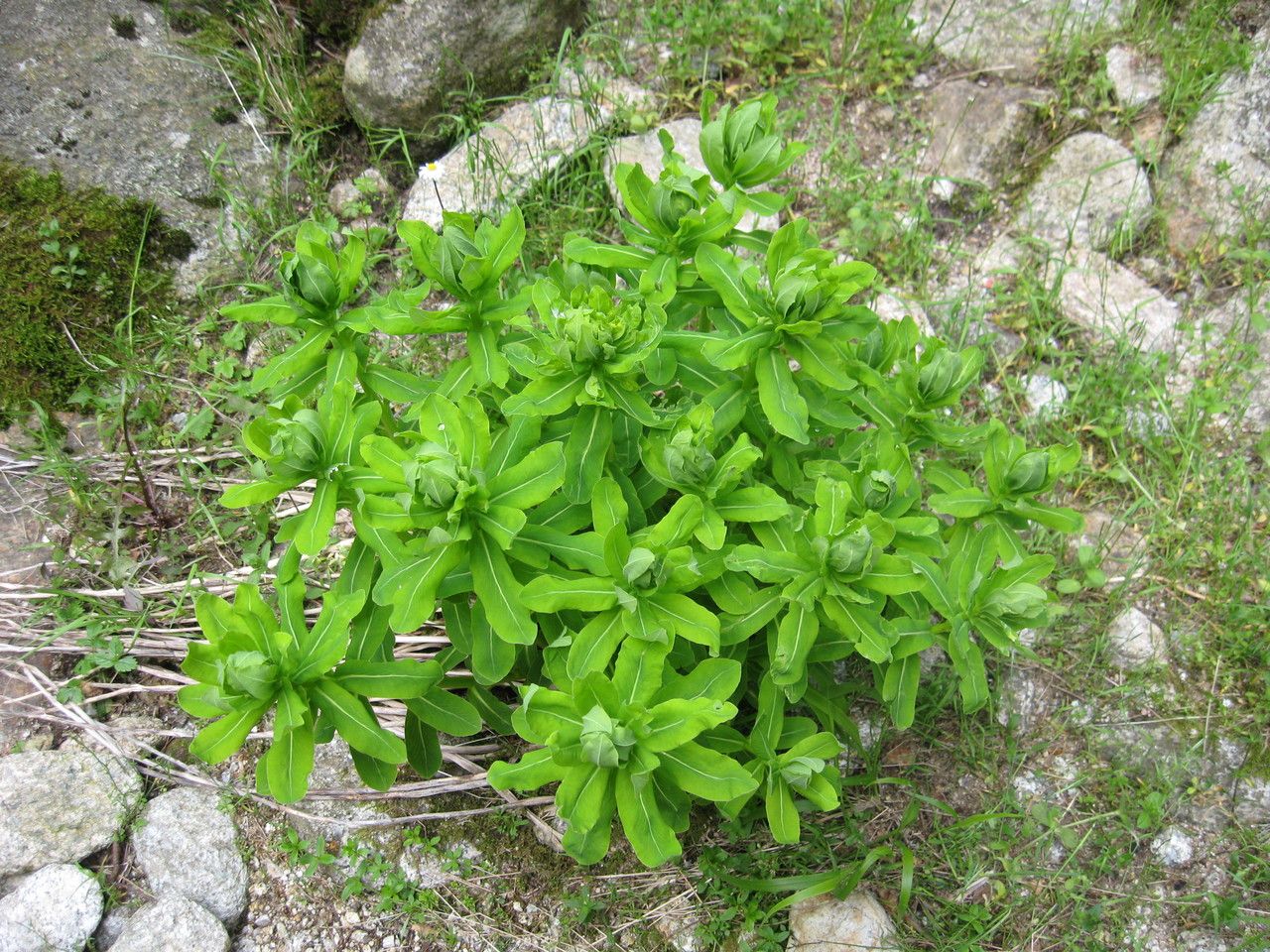 Euphorbia insularis habit