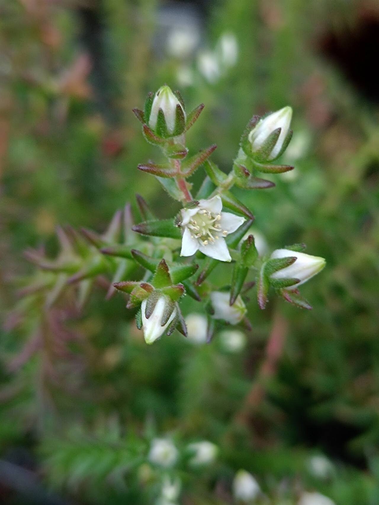 Villadia guatemalensis flower