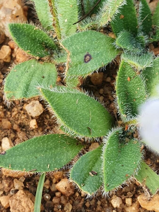 Craterostigma hirsutum leaf