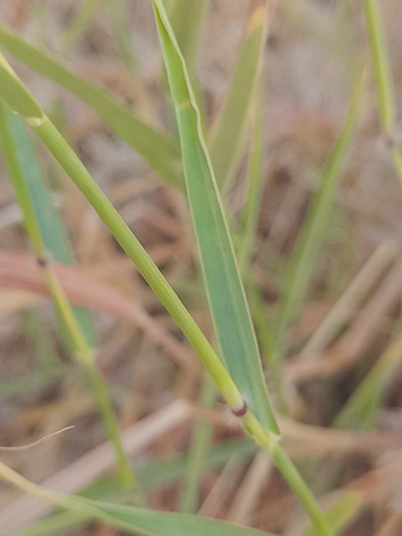 Dichanthium annulatum — search result for 'Poaceae'