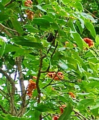 Archidendron hendersonii — related species from the same genus