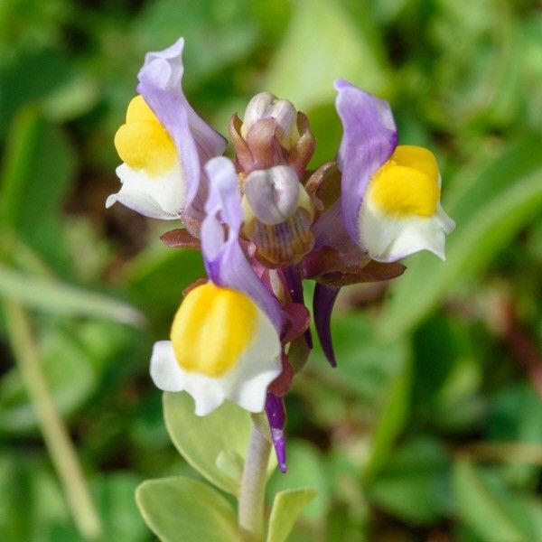 Linaria triphylla flower