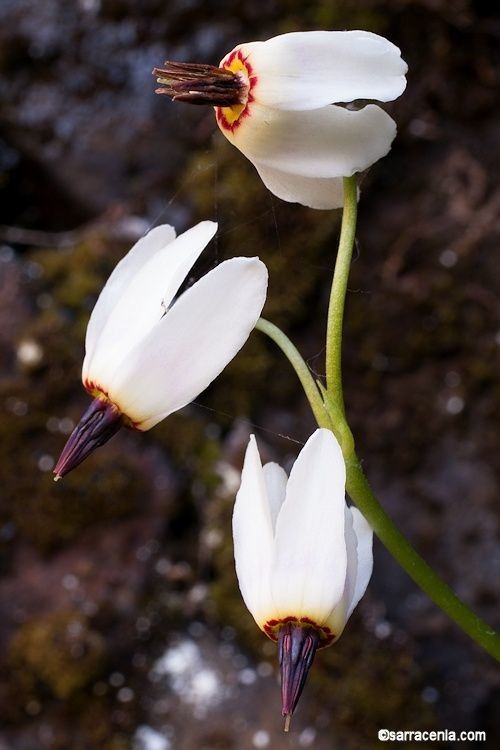 Primula latiloba flower