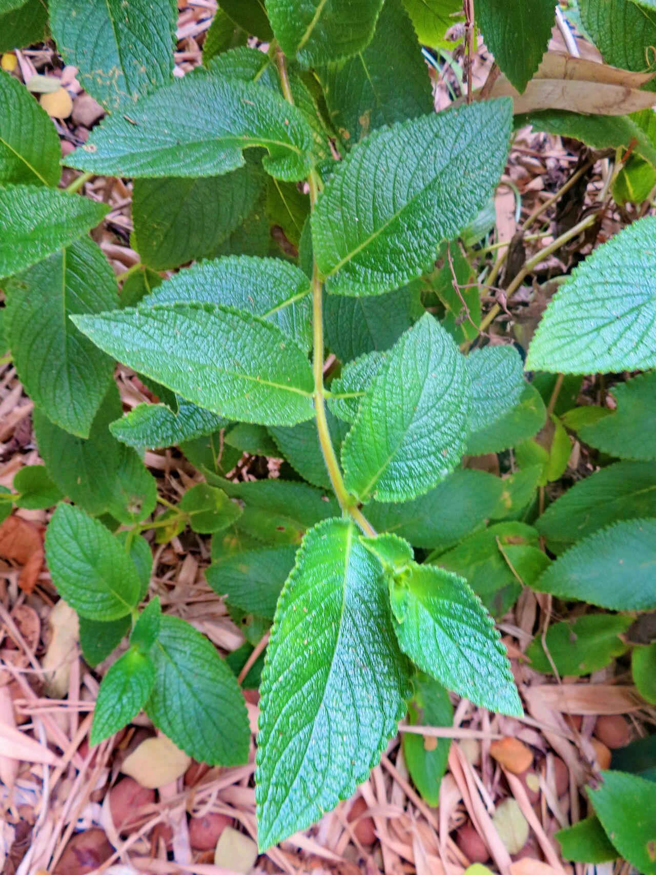 Sinningia macrostachya leaf