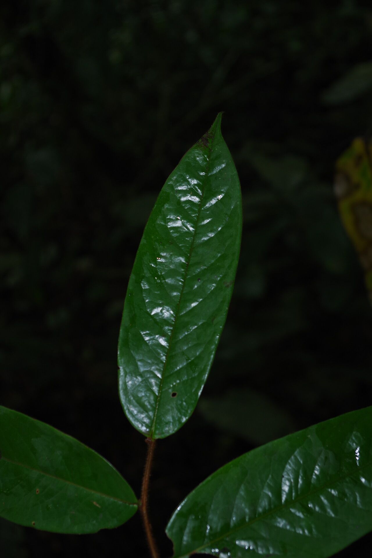 Xylopia villosa leaf