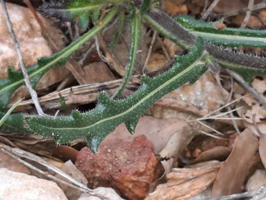 Biscutella laevigata leaf