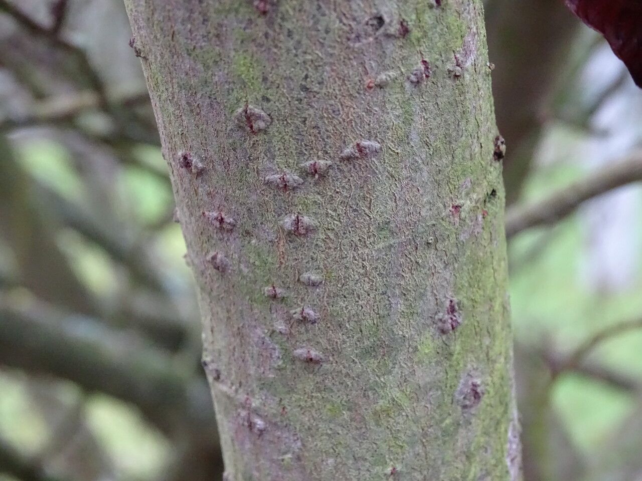 Salix gracilistyla bark