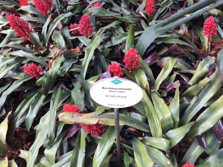 Aechmea miniata flower
