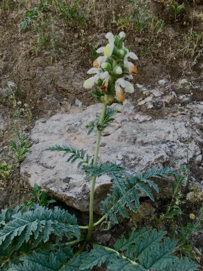 Phlomoides laciniata other