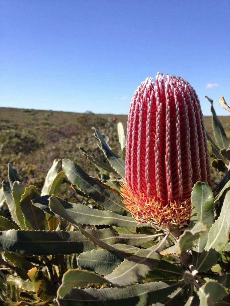 Banksia menziesii — search result for 'Banksia'