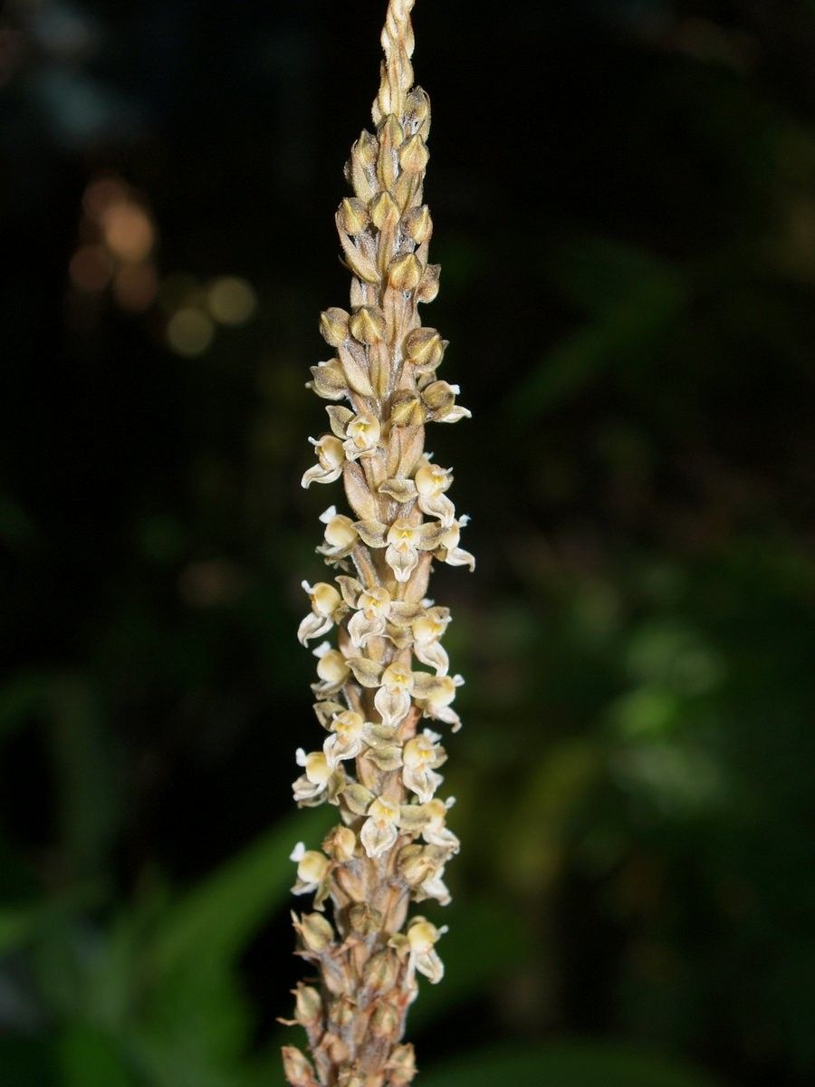 Hetaeria whitmeei fruit