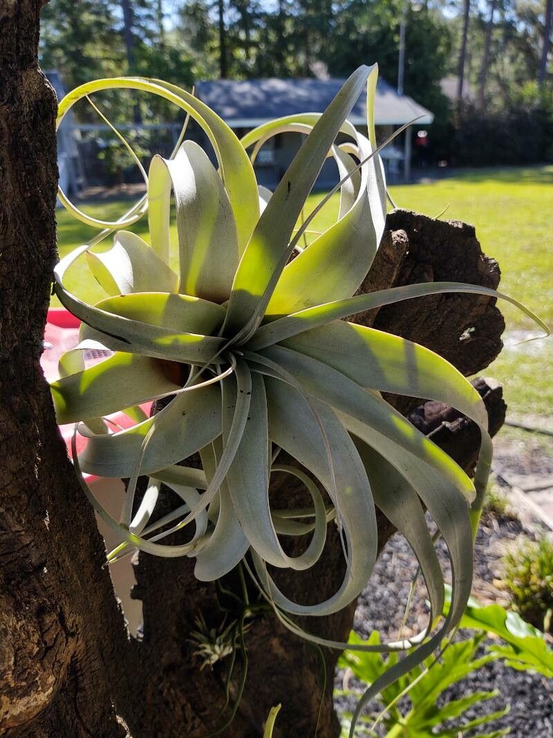 Tillandsia xerographica habit
