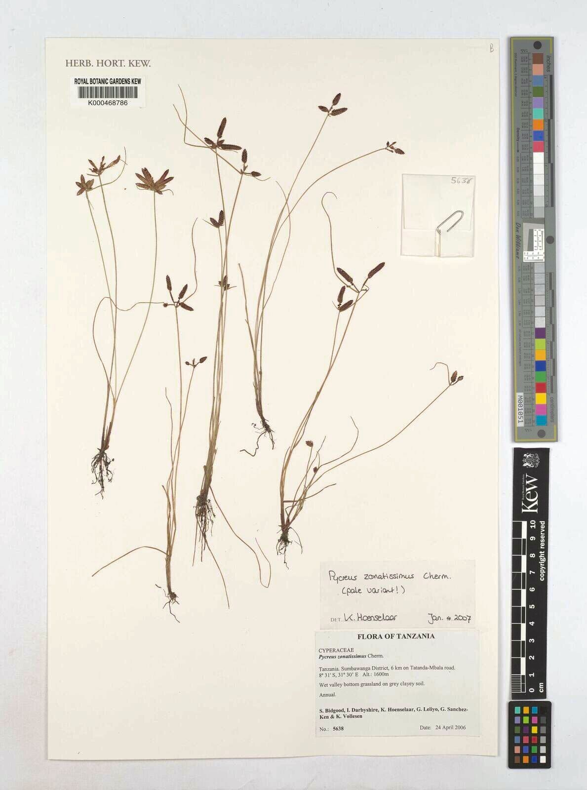 Cyperus zonatissimus — houseplant care guide