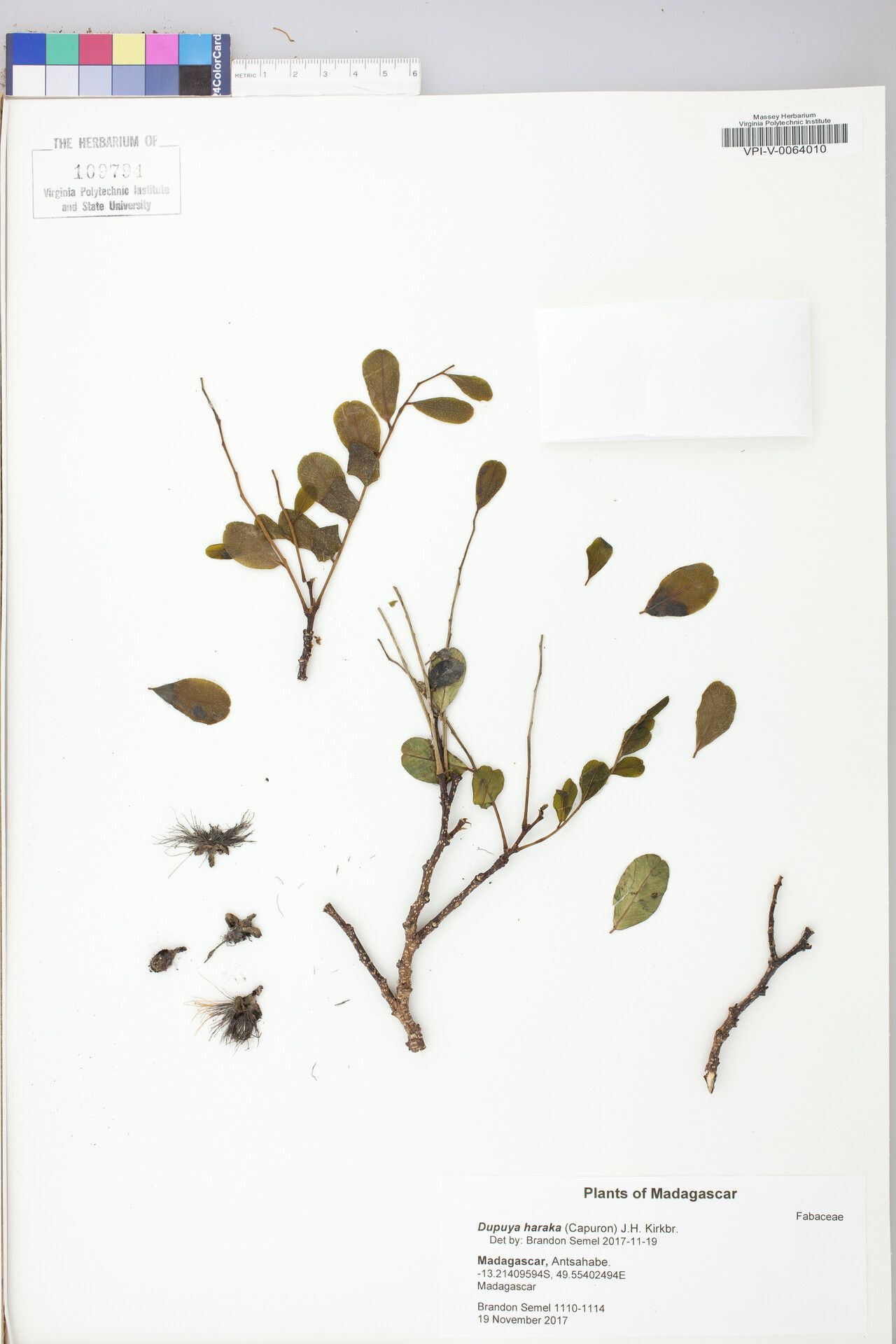 Cordyla haraka — related species from the same genus