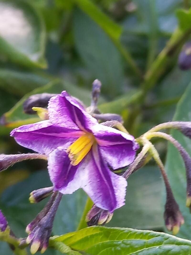 Solanum muricatum flower