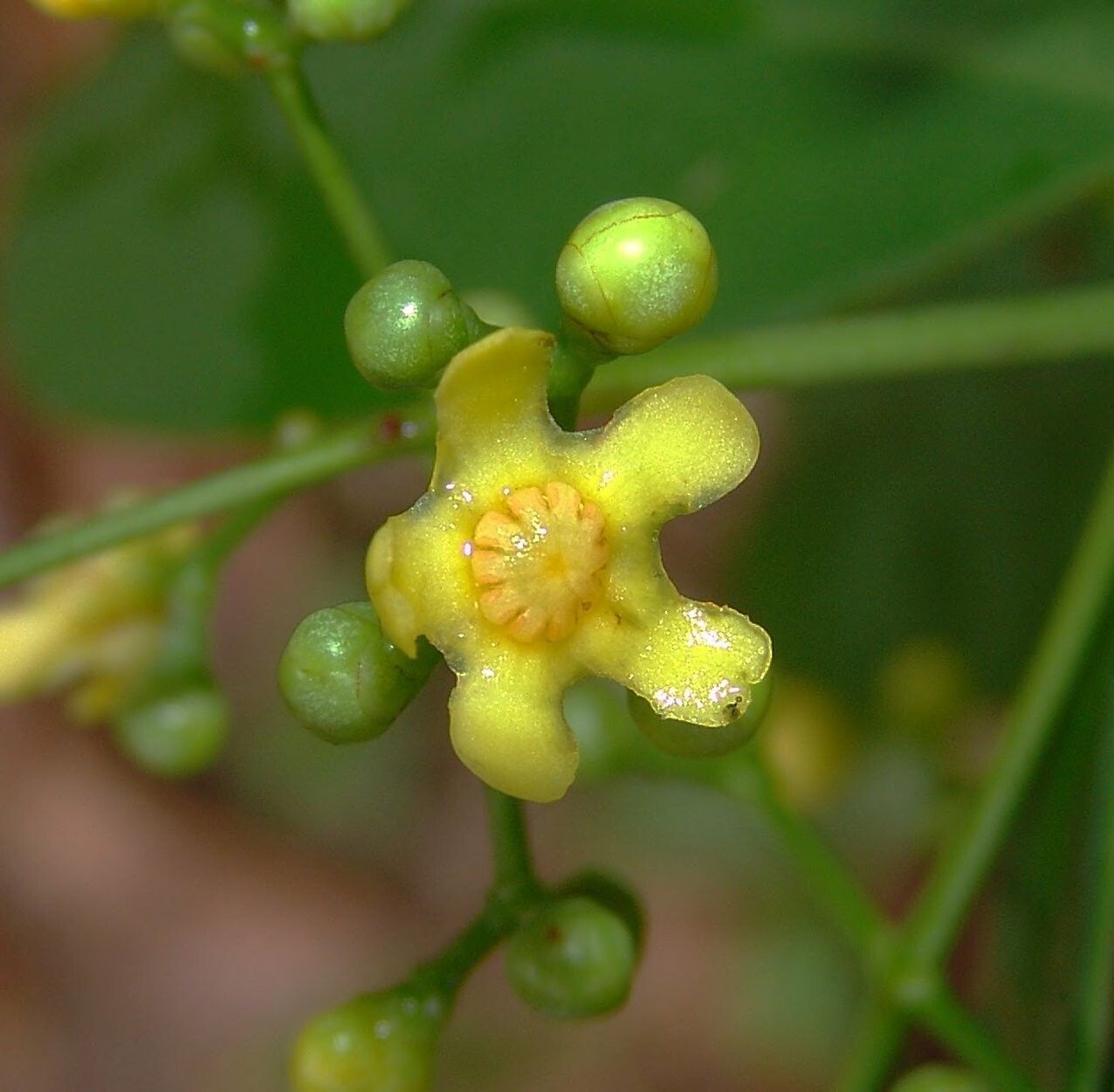 Clusia hammeliana flower
