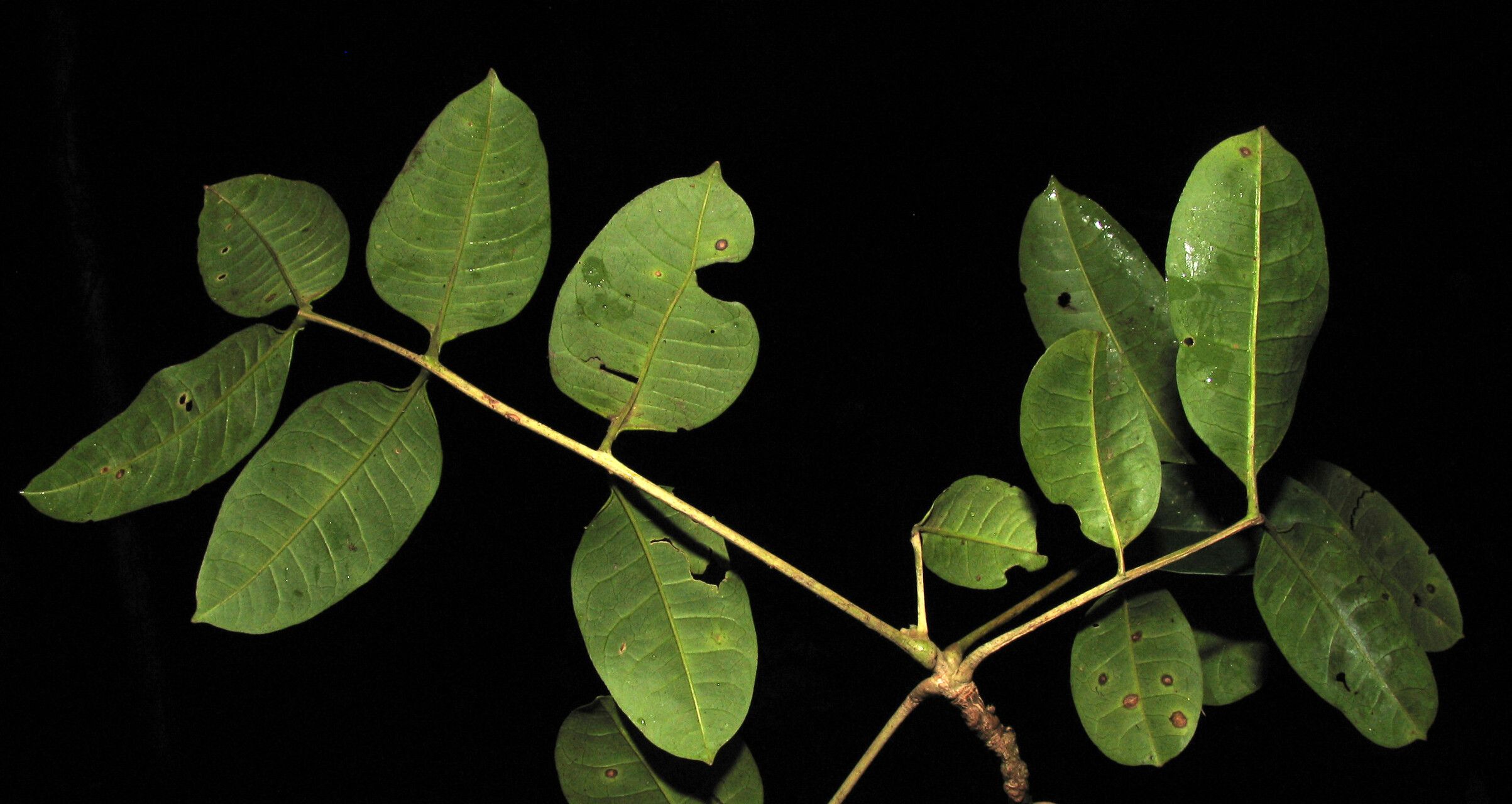 Zanthoxylum paulae leaf