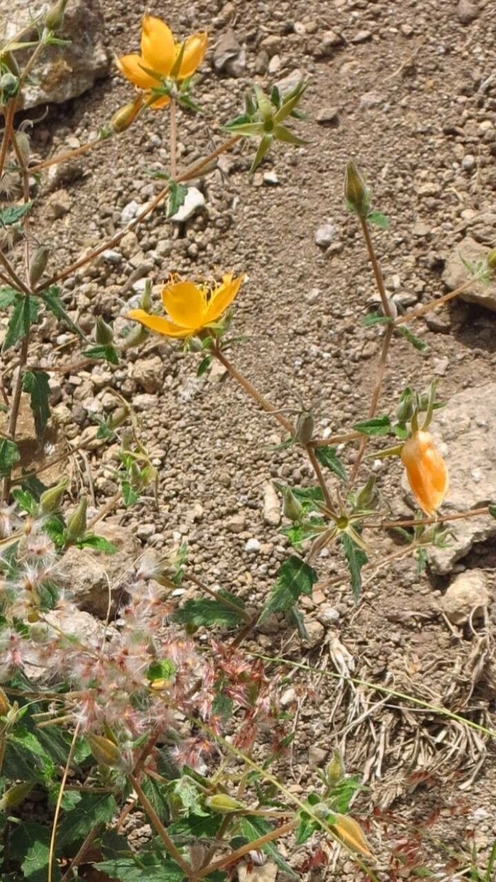Mentzelia incisa flower