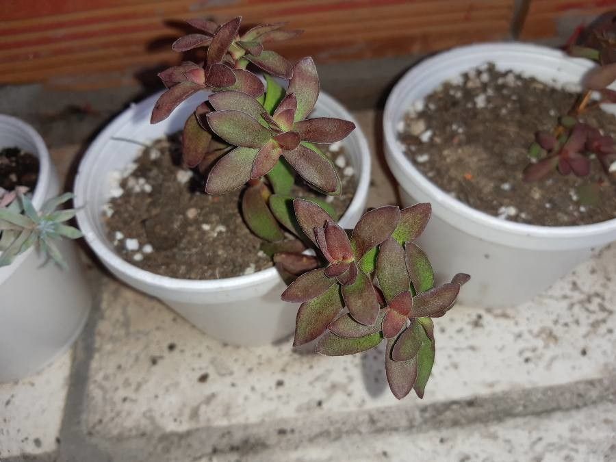 Crassula rubricaulis leaf