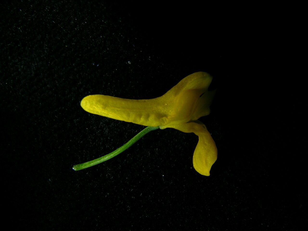 Corydalis juncea flower