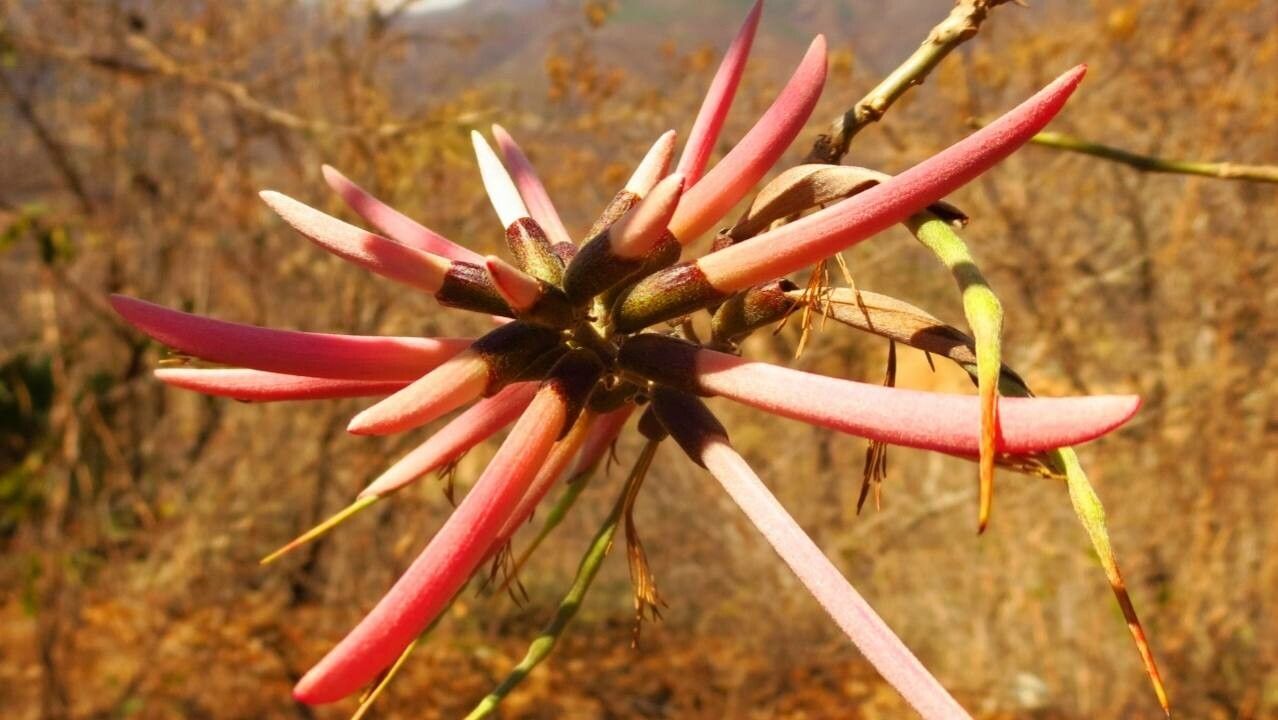 Erythrina flabelliformis flower