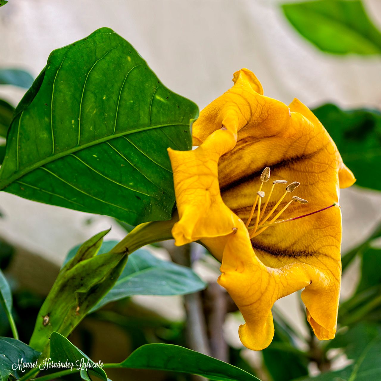 Solandra grandiflora — related species from the same genus