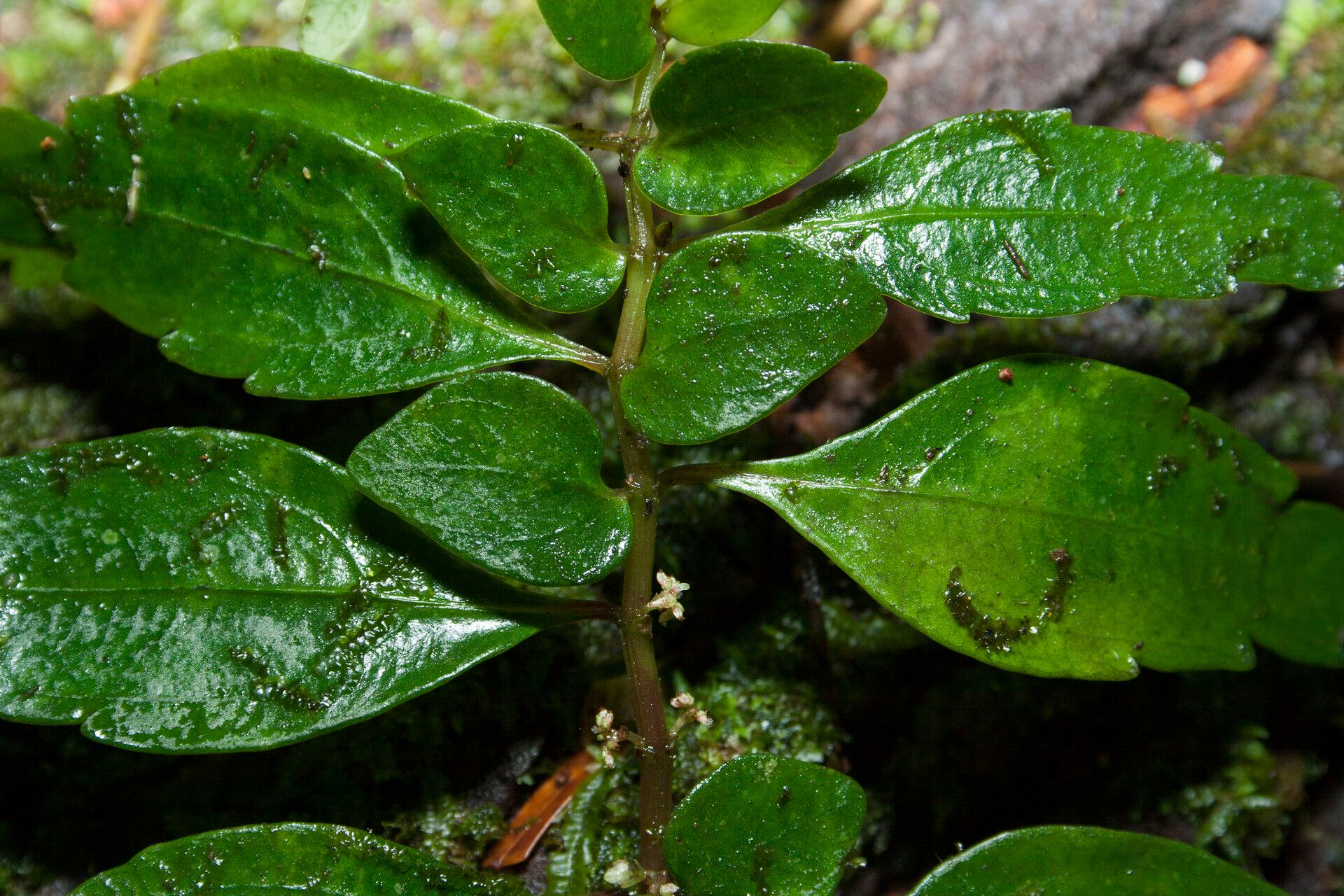 Pilea imparifolia flower