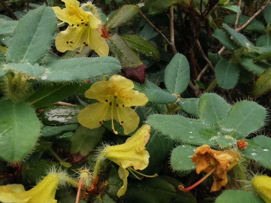 Rhododendron lepidostylum flower