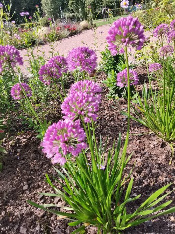 Allium angulosum habit