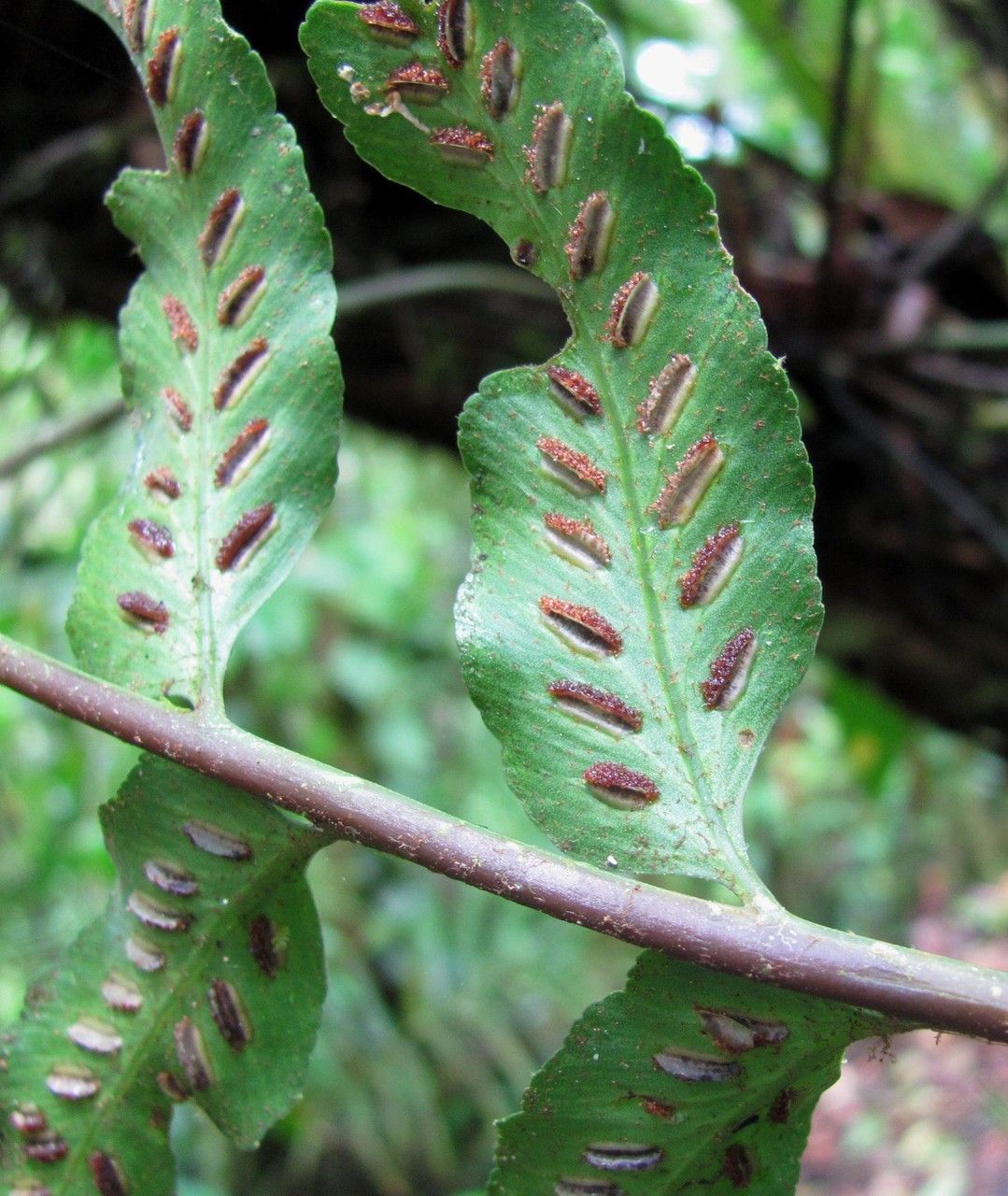 Asplenium feei bark