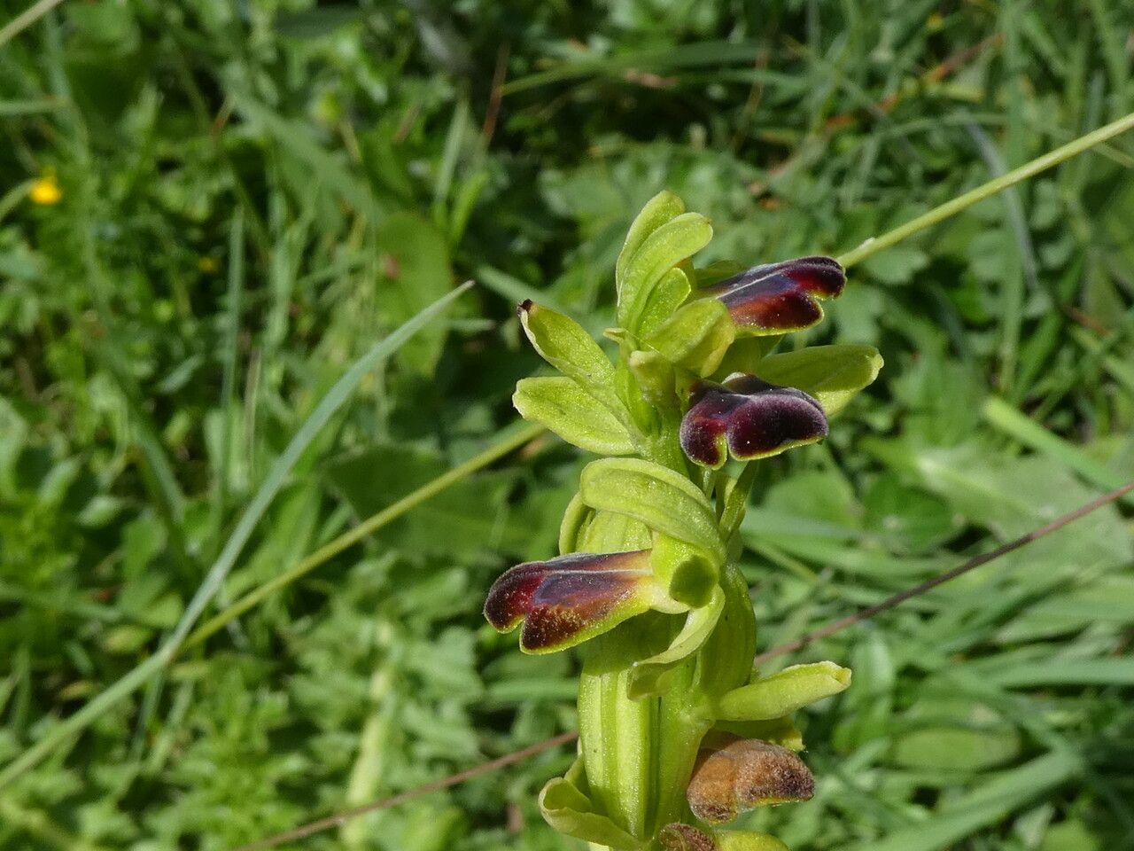 Ophrys sulcata habit