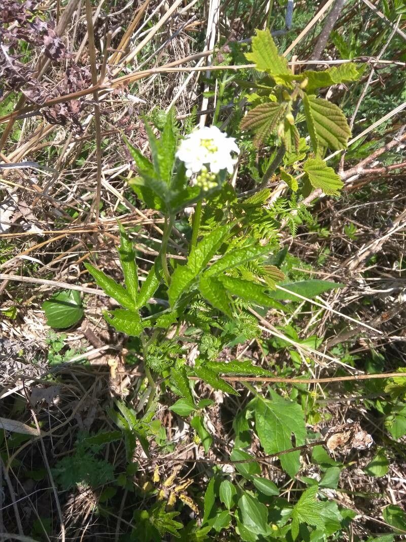 Cardamine leucantha habit