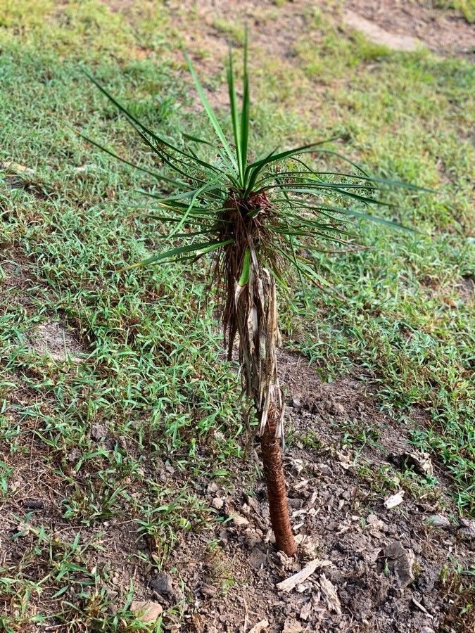 Yucca madrensis — search result for 'Yucca'