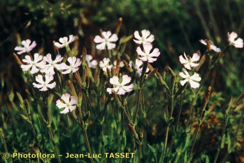 Silene requienii habit