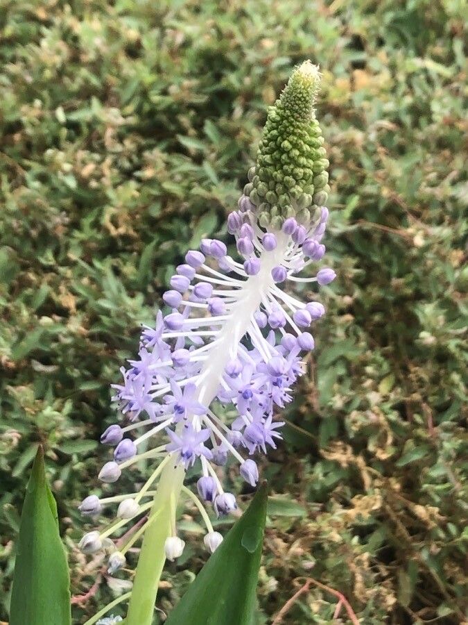 Scilla latifolia flower