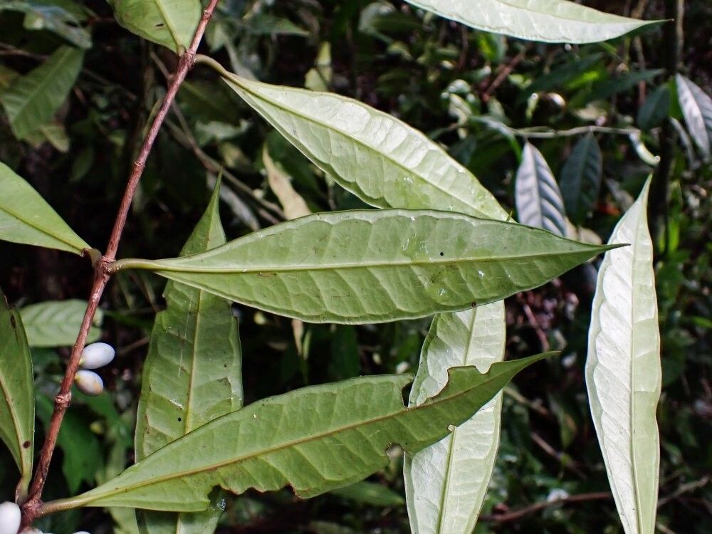 Memecylon calophyllum — search result for 'Memecylon'