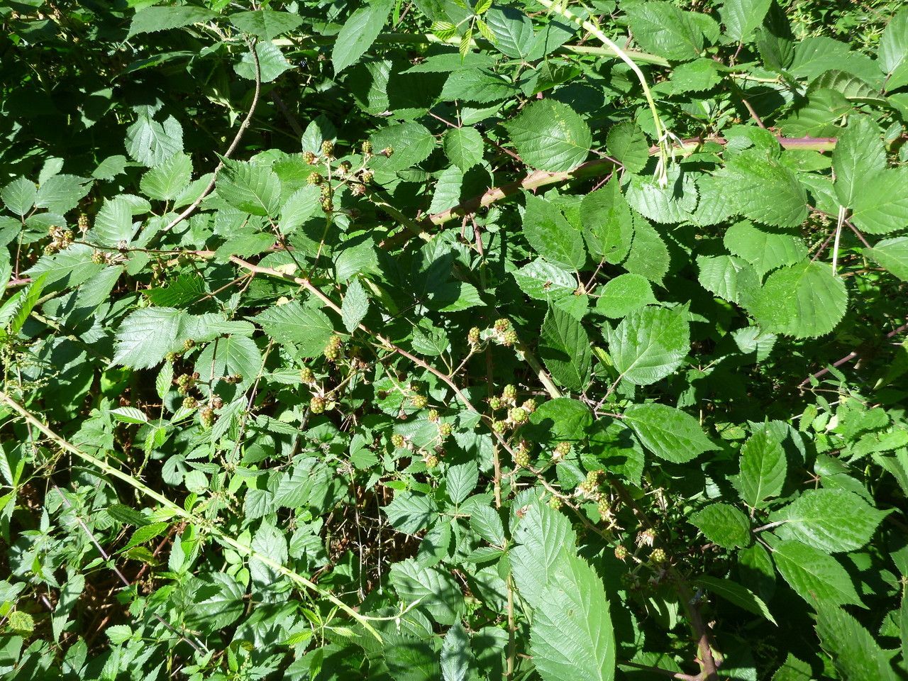 Rubus godronii habit