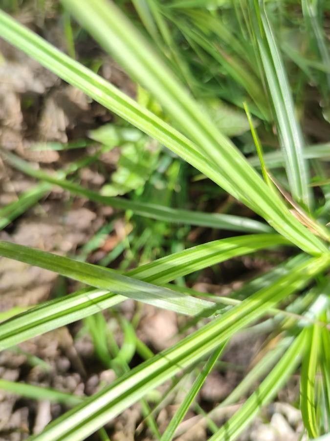 Carex pallescens — search result for 'Tunisia'
