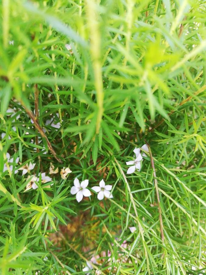 Coleonema pulchellum flower
