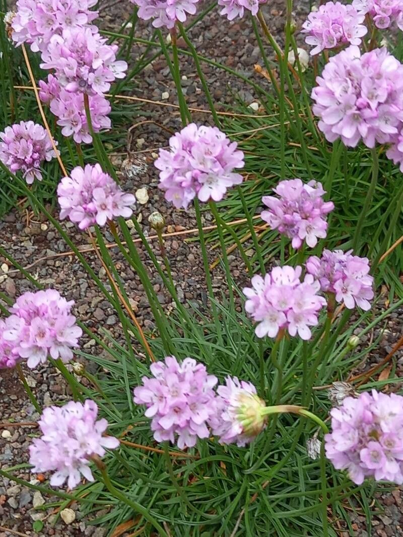 Armeria curvifolia flower