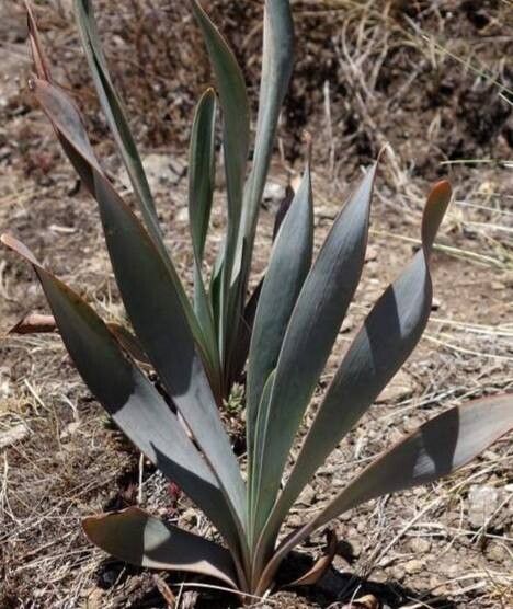 Bulbine narcissifolia — search result for 'Bulbine'