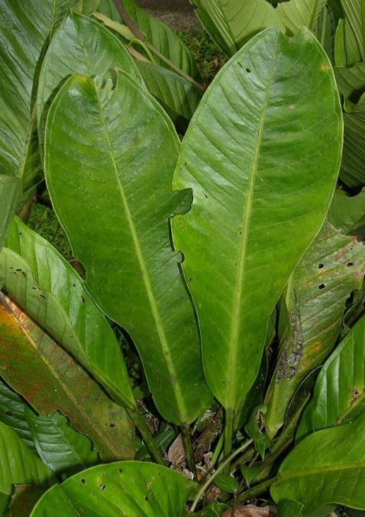 Anthurium ramonense — houseplant care guide