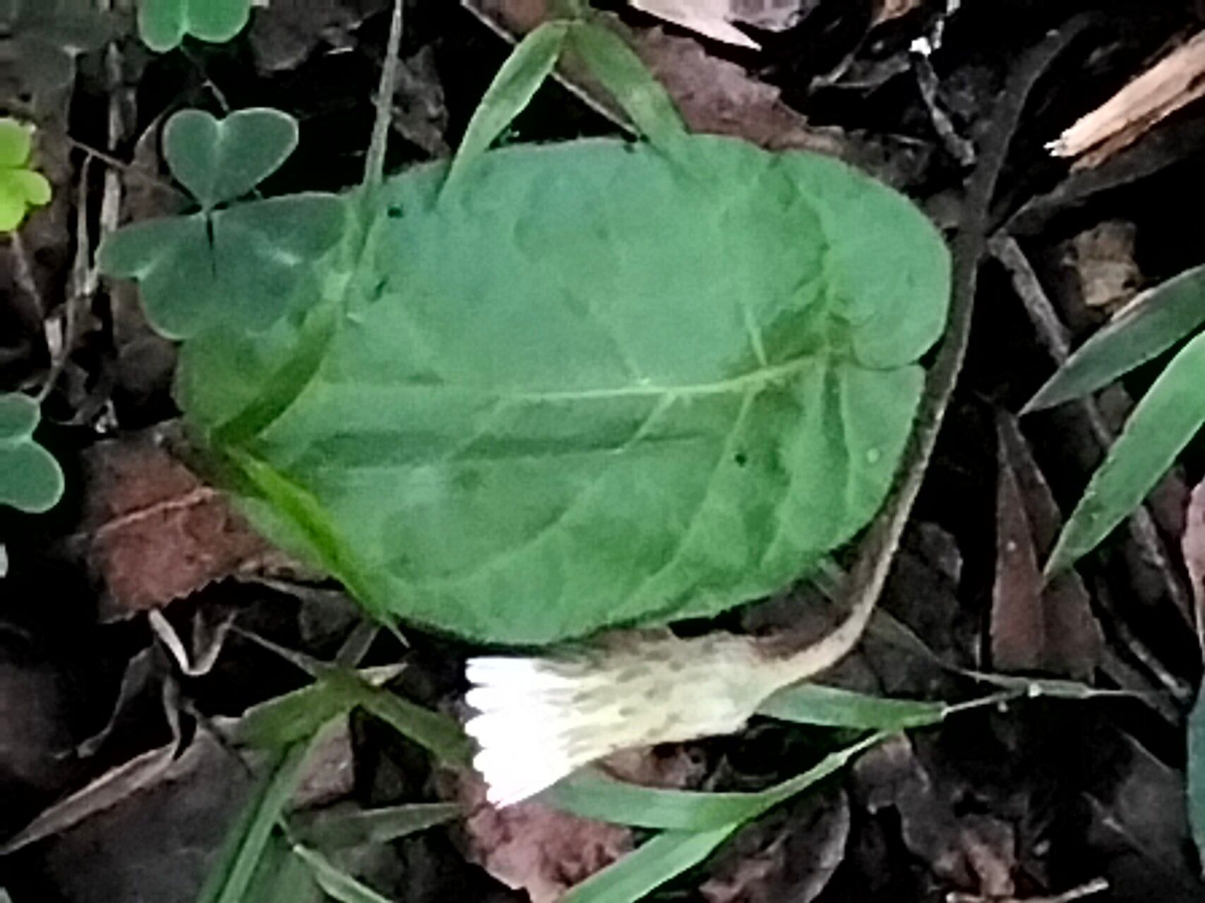 Gerbera cordata flower