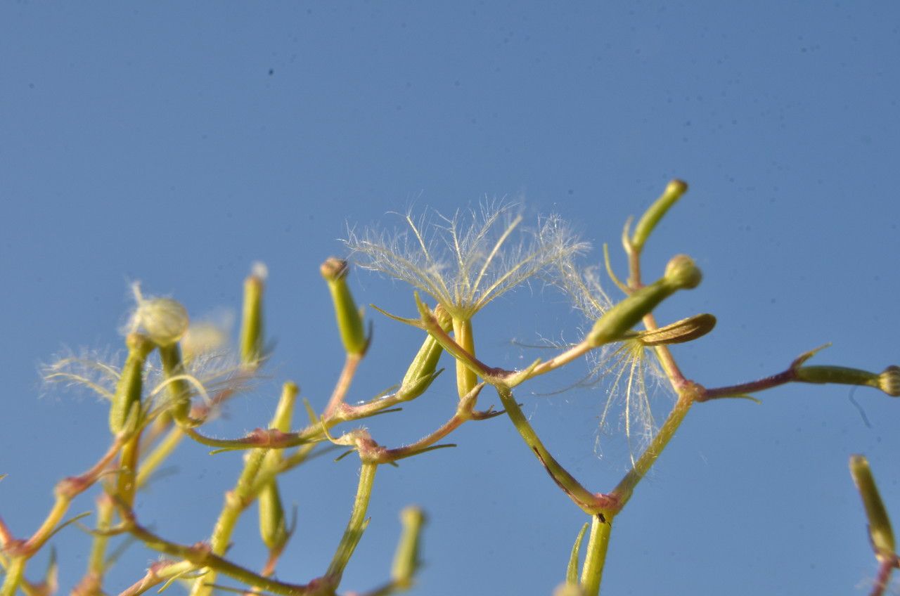 Adenostyles alliariae fruit
